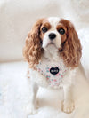 Adjustable Dog Harness - All Rosie