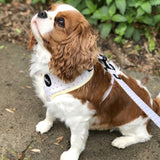 Adjustable Dog Harness - Ascot